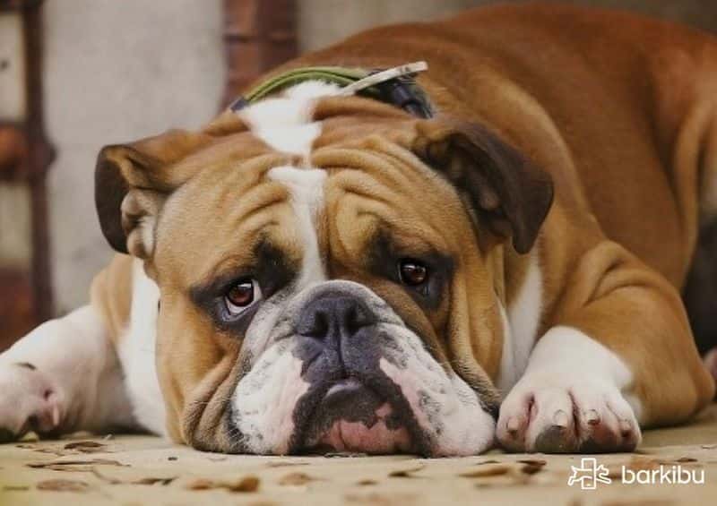 como desinflamar la prostata de un perro como desinflamar la prostata de un perro